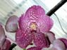 Photo-CD-Kategorie: Orchideen; Bild 4