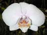 Photo-CD-Kategorie: Orchideen; Bild 6