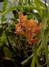 Photo-CD-Kategorie: Orchideen; Bild 8