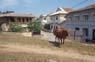 Photo-CD-Kategorie: Galle; Bild 10