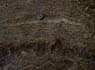 Photo-CD-Kategorie: Flasergabbro; Bild 11