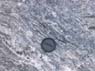 Photo-CD-Kategorie: Detailaufnahmen; Bild 5