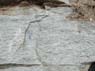 Photo-CD-Kategorie: Detailaufnahmen; Bild 16