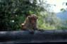 Photo-CD-Kategorie: Affen; Bild 1