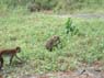 Photo-CD-Kategorie: Affen; Bild 6