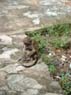 Photo-CD-Kategorie: Affen; Bild 7