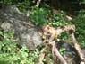 Photo-CD-Kategorie: Affen; Bild 8