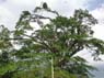 Photo-CD-Kategorie: Flughunde; Bild 1