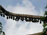 Photo-CD-Kategorie: Flughunde; Bild 5