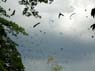Photo-CD-Kategorie: Flughunde; Bild 7