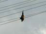 Photo-CD-Kategorie: Flughunde; Bild 8