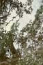 Photo-CD-Kategorie: Flughunde; Bild 11