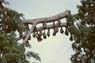 Photo-CD-Kategorie: Flughunde; Bild 12