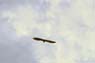 Photo-CD-Kategorie: Flughunde; Bild 14