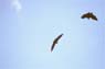 Photo-CD-Kategorie: Flughunde; Bild 16