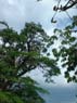 Photo-CD-Kategorie: Flughunde; Bild 19