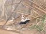 Photo-CD-Kategorie: Hunde; Bild 1