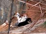 Photo-CD-Kategorie: Hunde; Bild 3