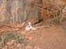 Photo-CD-Kategorie: Hunde; Bild 4