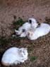 Photo-CD-Kategorie: Katzen; Bild 1