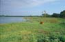 Photo-CD-Kategorie: Kuh und Reiher; Bild 1
