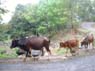 Photo-CD-Kategorie: Kuh und Reiher; Bild 7