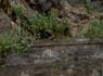Photo-CD-Kategorie: Mungo; Bild 1